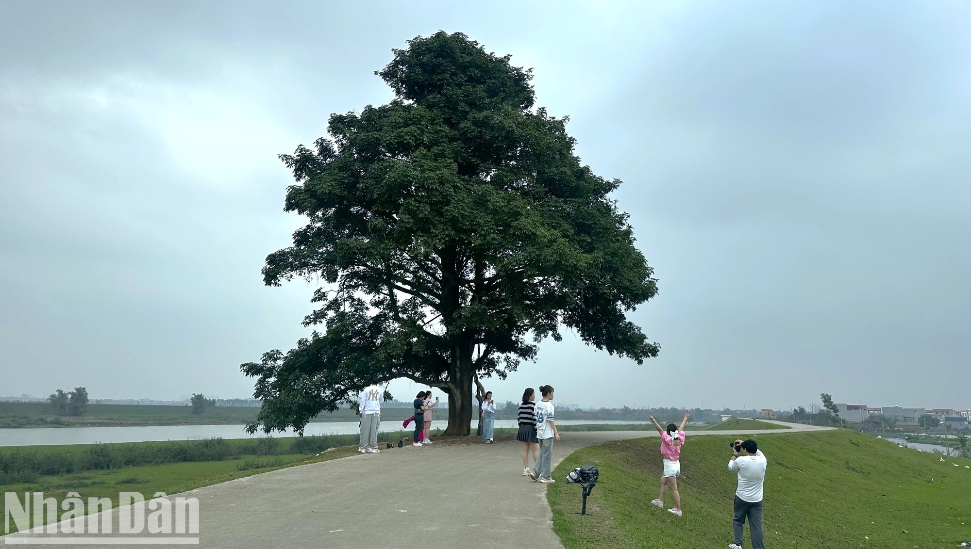 Cách Hà Nội 40km tại bờ đê của Bắc Ninh có một cây cổ thụ là cây cô đơn đẹp trong MV Bắc Bling - Ảnh 1.