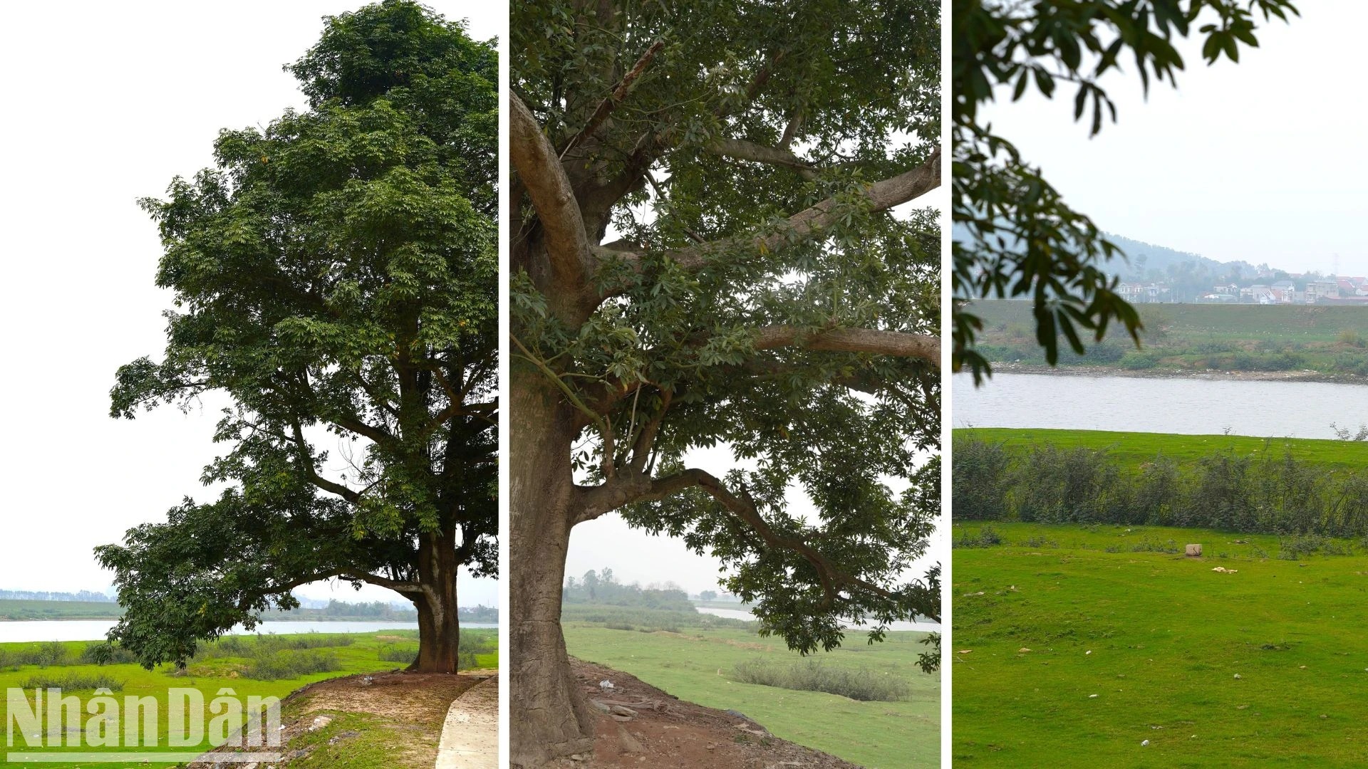 Cách Hà Nội 40km tại bờ đê của Bắc Ninh có một cây cổ thụ là cây cô đơn đẹp trong MV Bắc Bling - Ảnh 2.