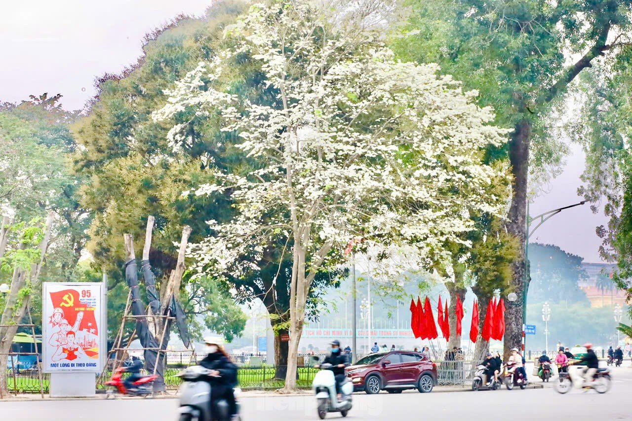 Fascinado al ver las flores blancas Su floreciendo en el cielo de Hanoi foto 1