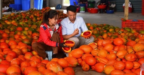 In dieser Gemeinde in Tuyen Quang bauen die Menschen Gac-Früchte an, die große Früchte mit roter Schale hervorbringen. Sie verkaufen sie als Heilkräuter und verdienen so mehr Geld.