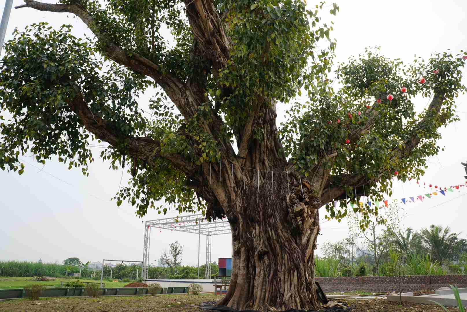 Admira los árboles centenarios del patrimonio de Kim Thanh, Hai Duong