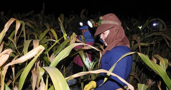 Obwohl Mais angebaut wird, dessen Kolben in der Mitte des Stängels sitzen, warum schaltete dann das ganze Dorf in Tay Ninh mitten in der Nacht Taschenlampen ein und ging aufs Feld, um Mais zu ernten?