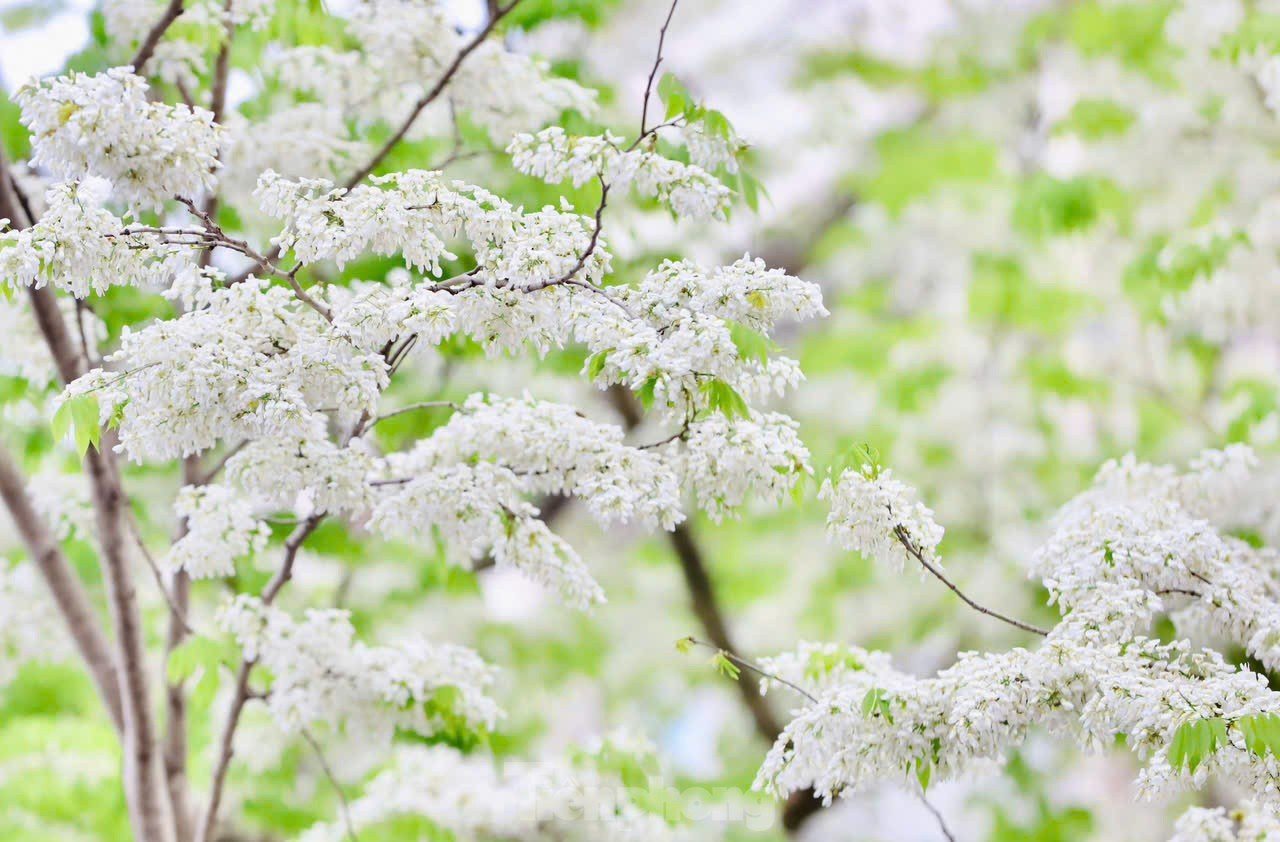 Fascinado al ver las flores blancas Su floreciendo en el cielo de Hanoi foto 11