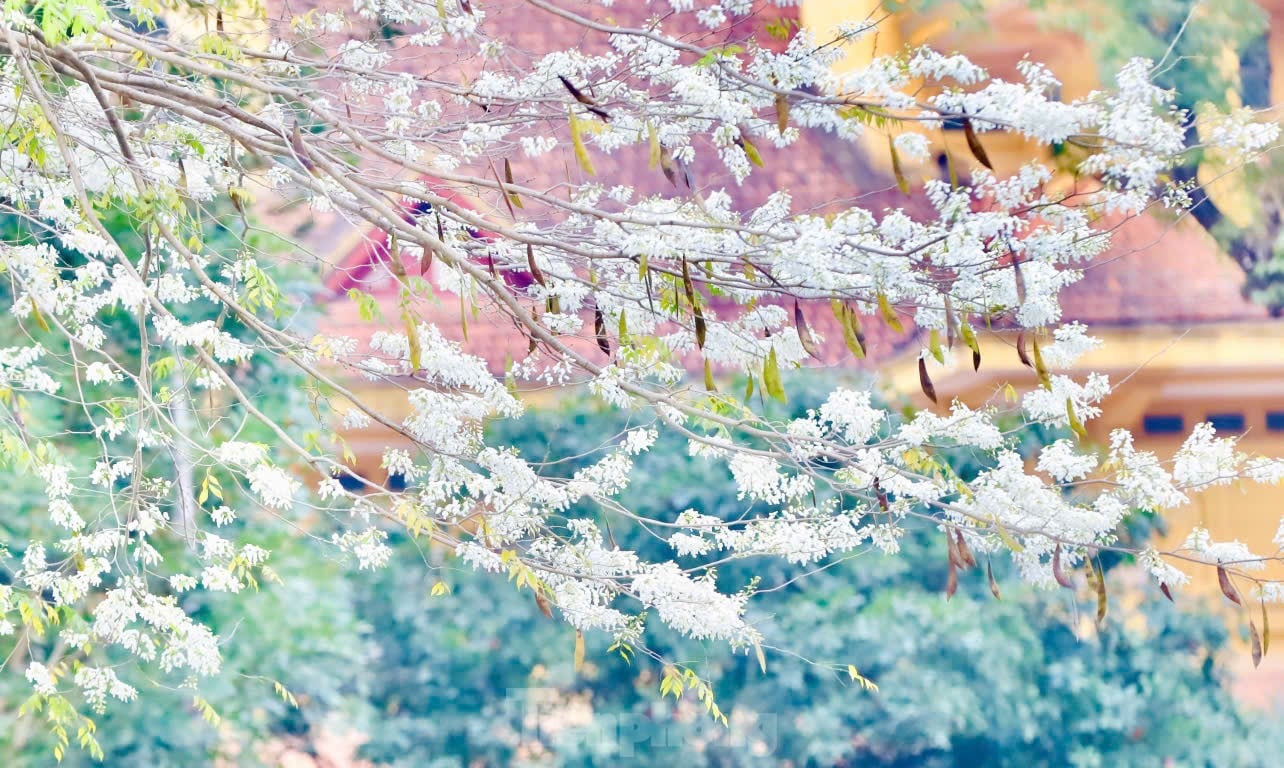 Fascinado al ver las flores blancas Su floreciendo en el cielo de Hanoi foto 5