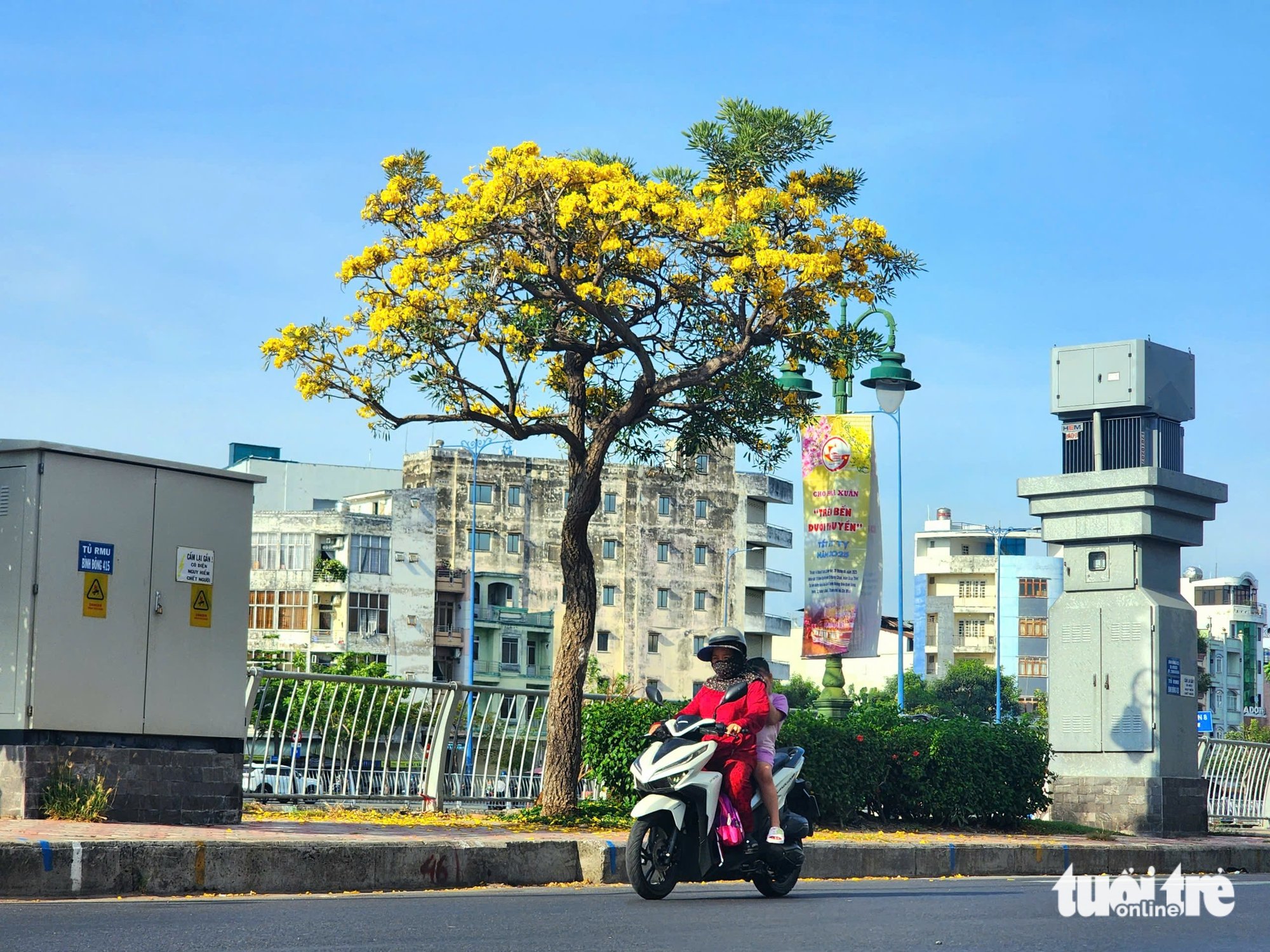 Hoa chuông vàng khoe sắc vàng rực bên kênh Tàu Hủ, quận 8 - Ảnh 10.