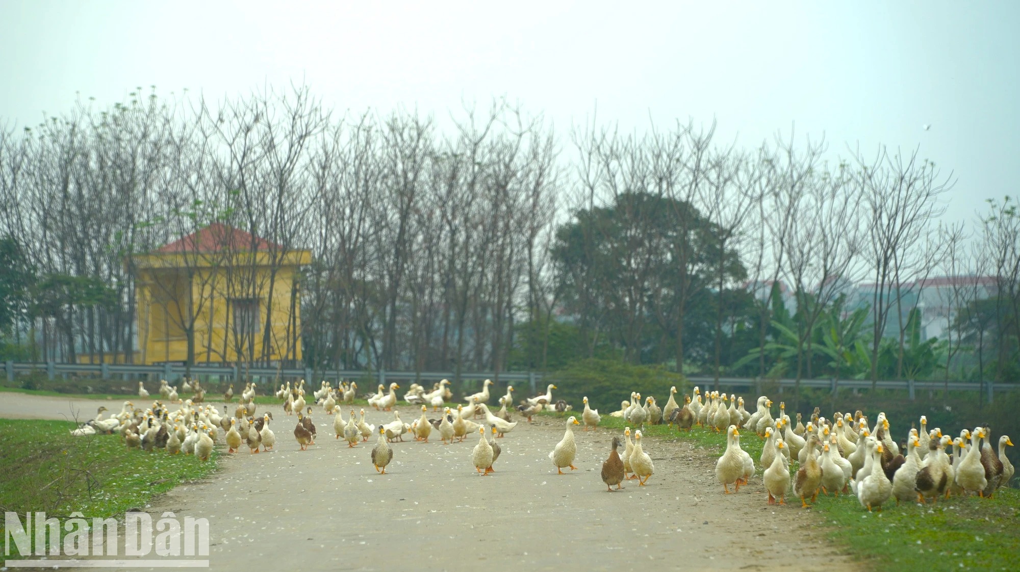 Cách Hà Nội 40km tại bờ đê của Bắc Ninh có một cây cổ thụ là cây cô đơn đẹp trong MV Bắc Bling - Ảnh 6.