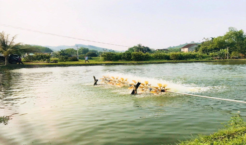 Nuôi loài cá ăn tạp, con nào cũng to bự, dân nơi này nói có từng nào thương lái cũng 