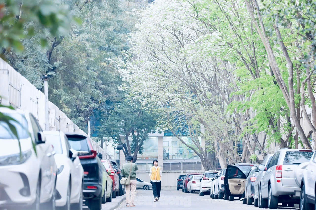 Fascinado al ver las flores blancas Su floreciendo en el cielo de Hanoi foto 12