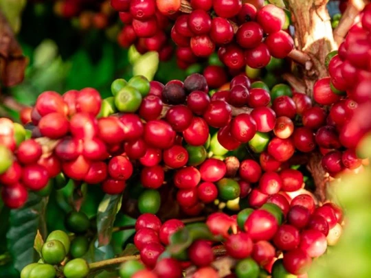 Prix ​​des produits agricoles au 10 mars 2025 : Le café et le poivre continuent de se maintenir à des niveaux élevés