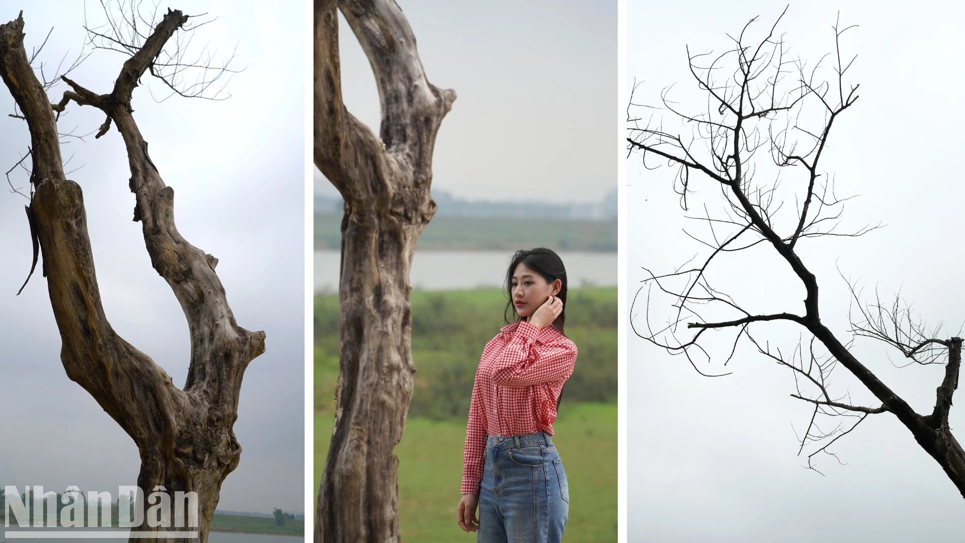 Cách Hà Nội 40km tại bờ đê của Bắc Ninh có một cây cổ thụ là cây cô đơn đẹp trong MV Bắc Bling - Ảnh 3.