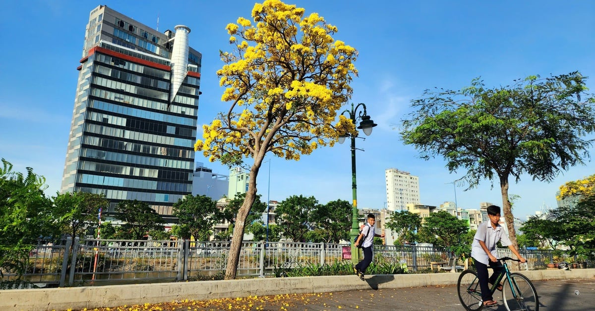 Yellow bell flowers blooming along Tau Hu canal make many people excited