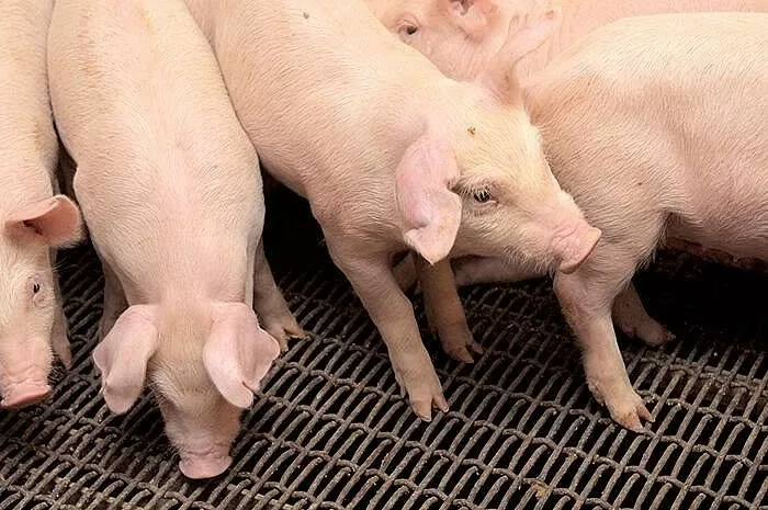 Schweinepreis heute, 9. März 2025: Stabilisierung auf dem Höchststand von 83.000 VND