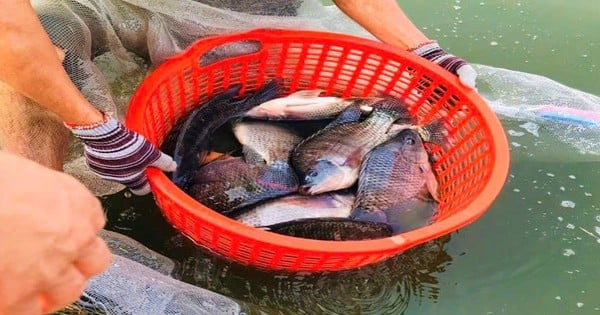 ゲアン省では雑食性の魚であるティラピアを養殖しているが、どの魚も大きく、売りたいと言うと商人が全部持っていってしまう。