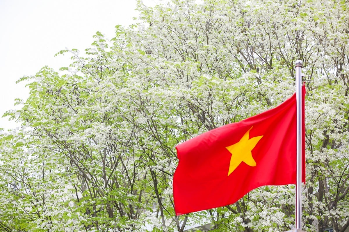 Fascinado al ver las flores blancas Su floreciendo en el cielo de Hanoi foto 10