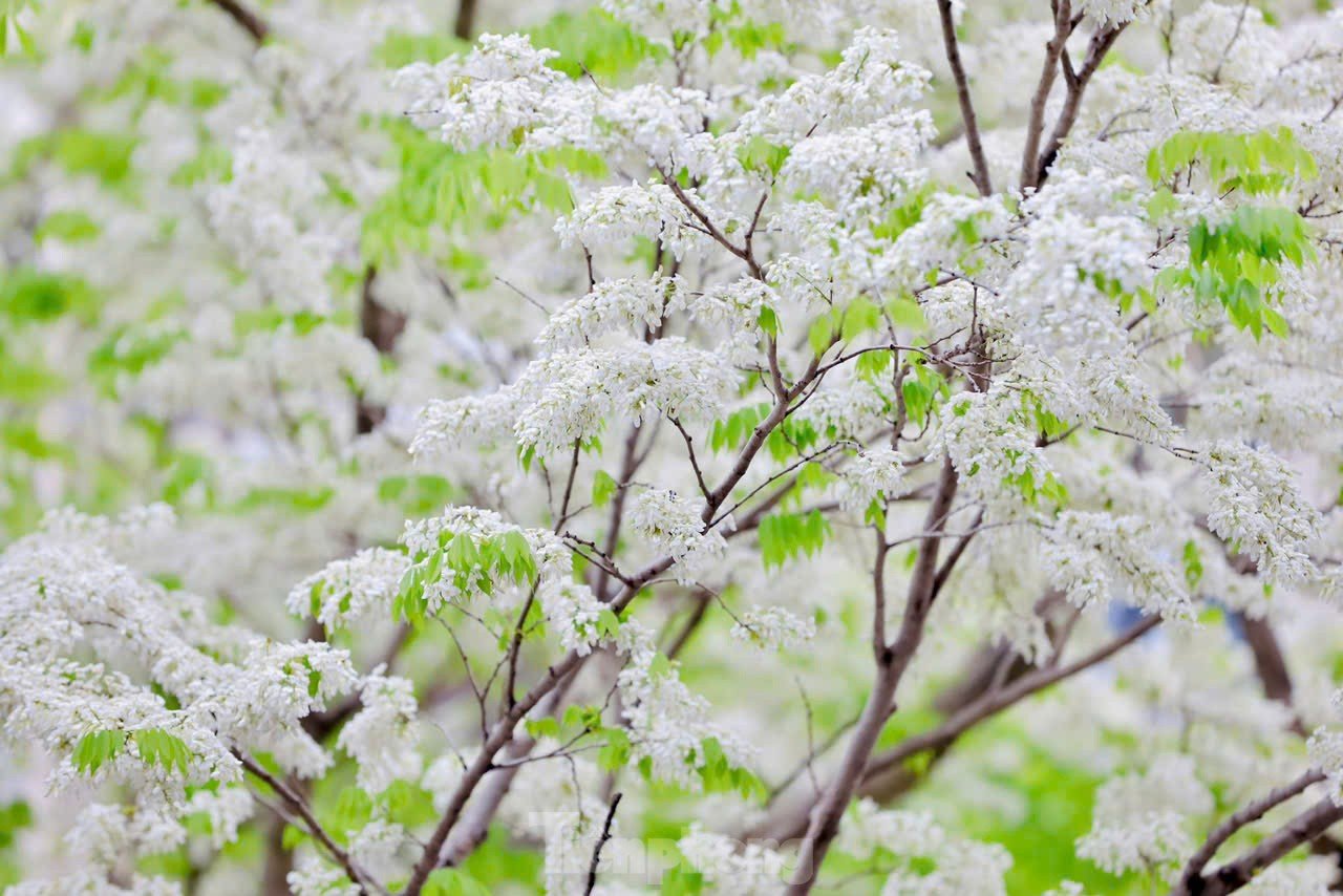 Fascinado al ver las flores blancas Su floreciendo en el cielo de Hanoi foto 13