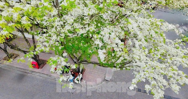 Fasciné par la floraison des fleurs blanches de Su dans le ciel de Hanoi