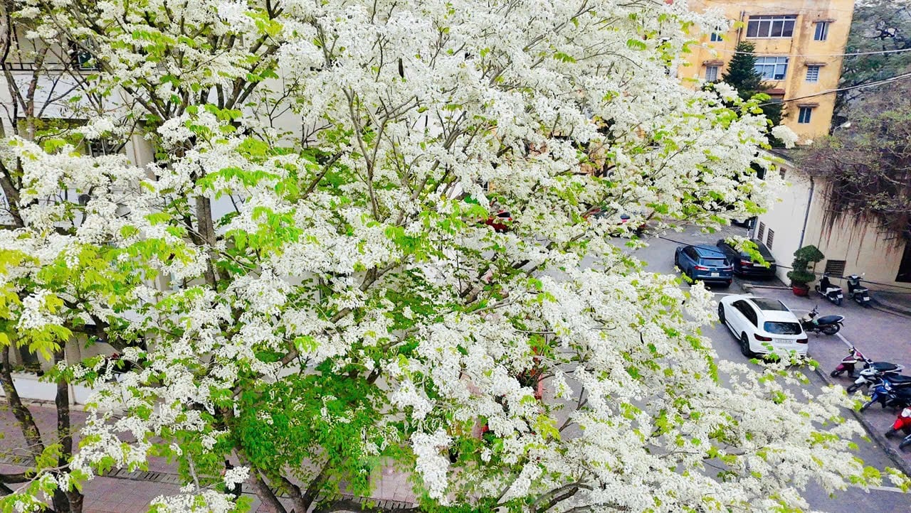 Fascinado al ver las flores blancas Su floreciendo en el cielo de Hanoi foto 9