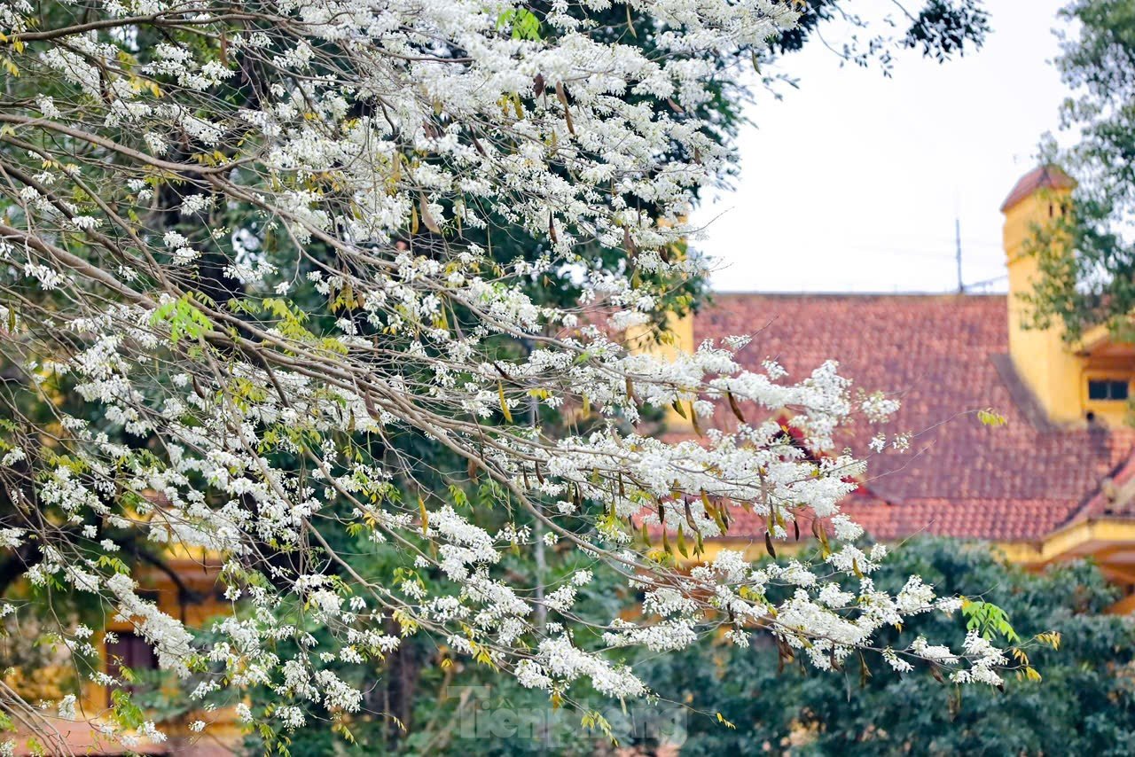 Fascinado al ver las flores blancas Su floreciendo en el cielo de Hanoi foto 4