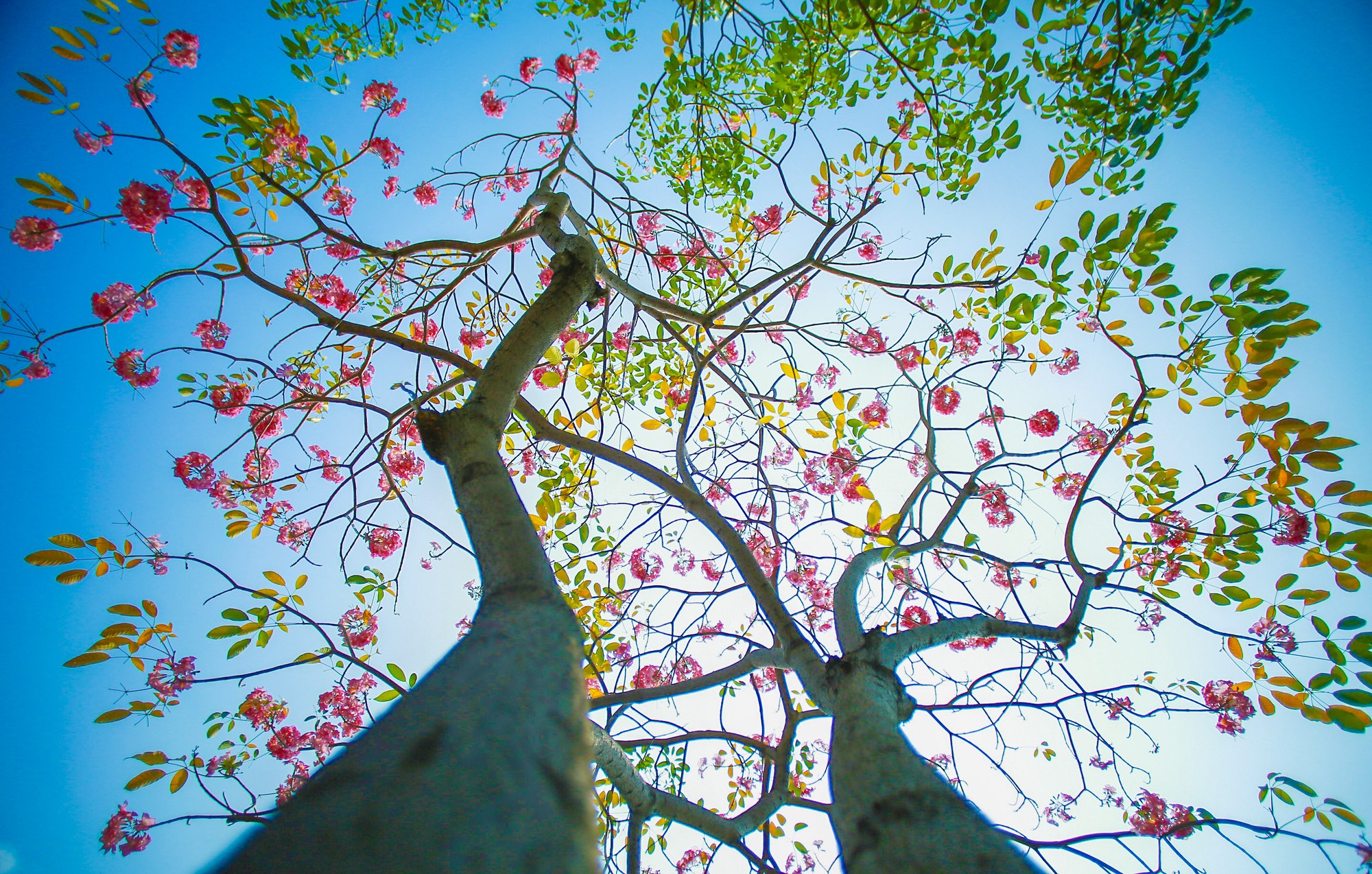 Ciudad Ho Chi Minh: flores de trompeta rosadas en plena floración