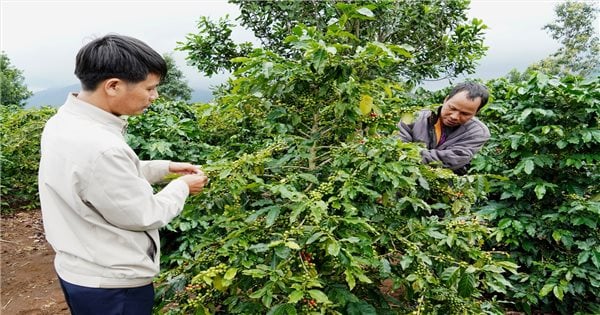 Los cafetos de clima frío abren un camino para el enriquecimiento de las minorías étnicas en el distrito de Dak Glei