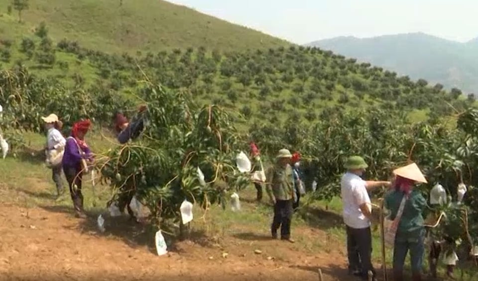 Los agricultores del distrito de Song Ma compiten en la producción y el negocio.