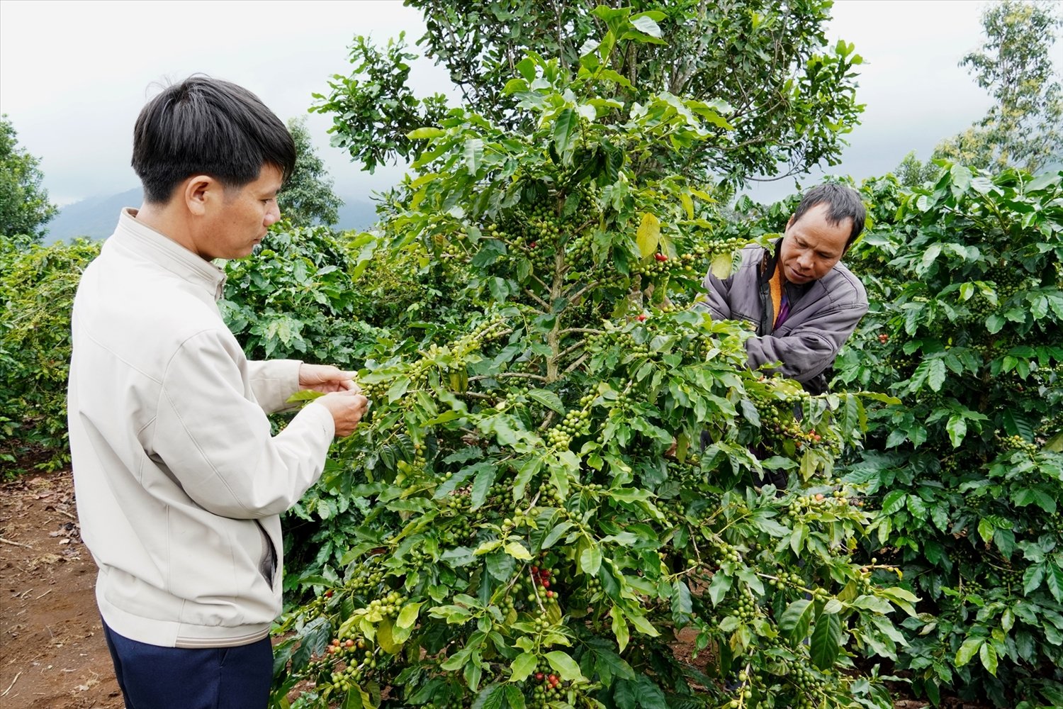 Nhờ chăm sóc đúng quy trình kỹ thuật, năng suất và chất lượng cà phê xứ lạnh tại huyện Đăk Glei dần được nâng lên