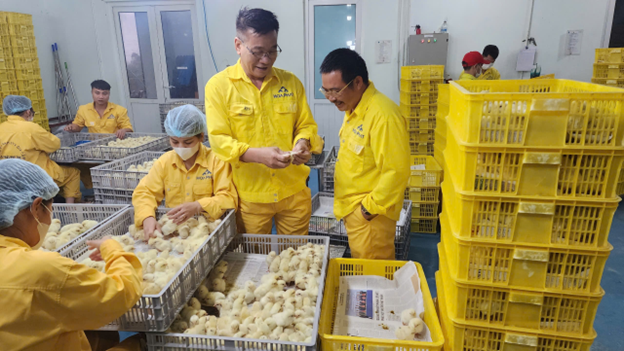 La empresa avícola Hoa Phat Phu Tho entrega el lote más grande de pollos reproductores a Binh Thuan