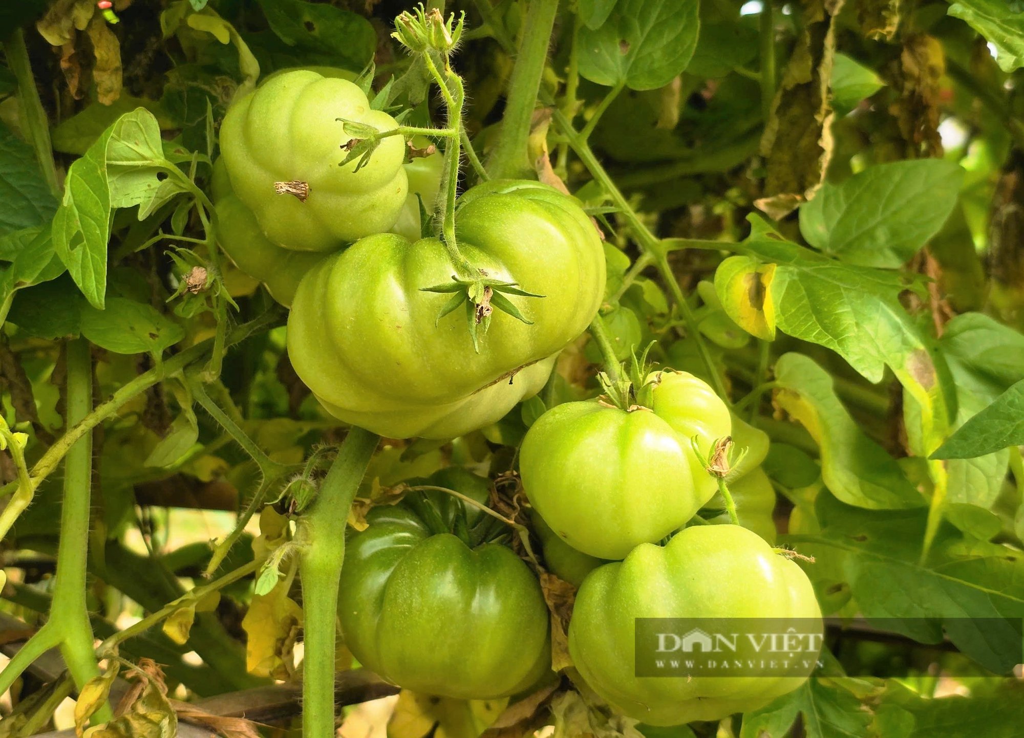 Bà chủ nhà hàng bước ngang sang làm nông nghiệp sạch, thắng lớn nhờ quả cà chua múi, lãi nửa tỷ đồng/năm - Ảnh 4.