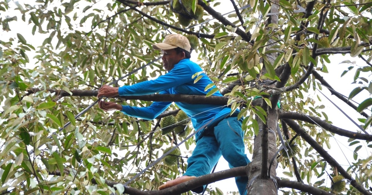 Lam Dong recommande de ne pas utiliser l'or O pour les « arbres à un milliard de dollars »