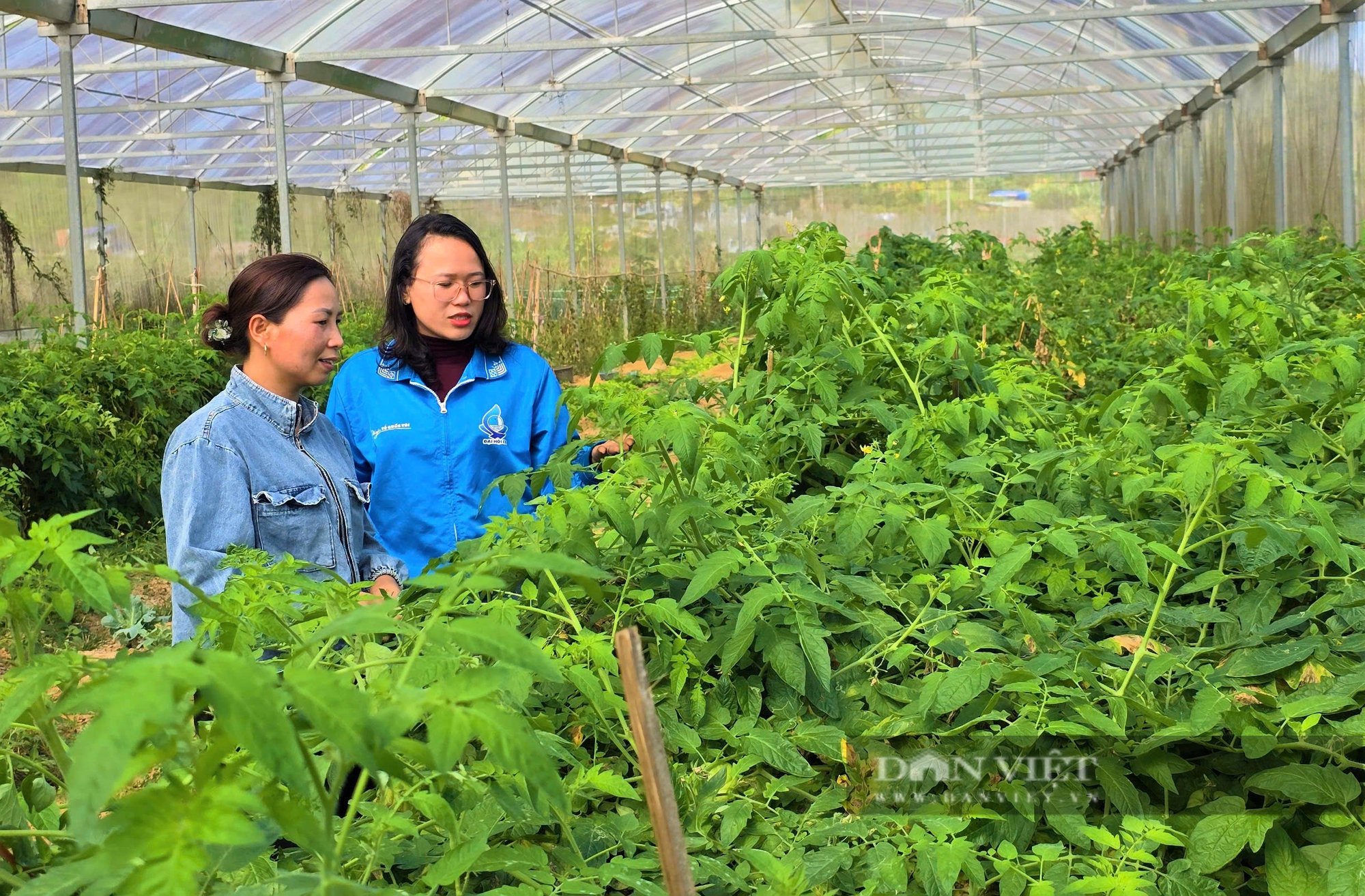 Bà chủ nhà hàng bước ngang sang làm nông nghiệp sạch, thắng lớn nhờ quả cà chua múi, lãi nửa tỷ đồng/năm - Ảnh 3.