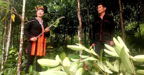 Villagers build villas and buy cars thanks to cinnamon trees