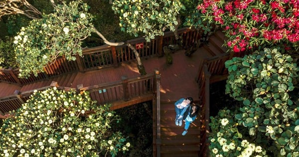 Rhododendrons bloom brilliantly on Fansipan peak