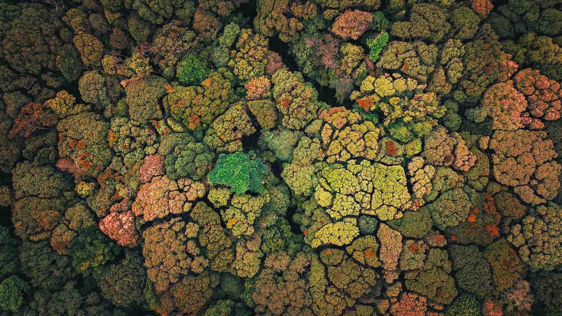 Der Mang Den-Wald wechselt sein Kleid und blüht wie „Blumenkohl“