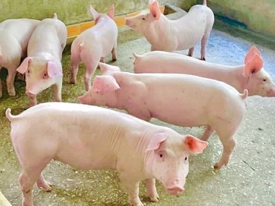 Prix ​​du porc au 11 mars 2025 : Le Sud continue d'augmenter