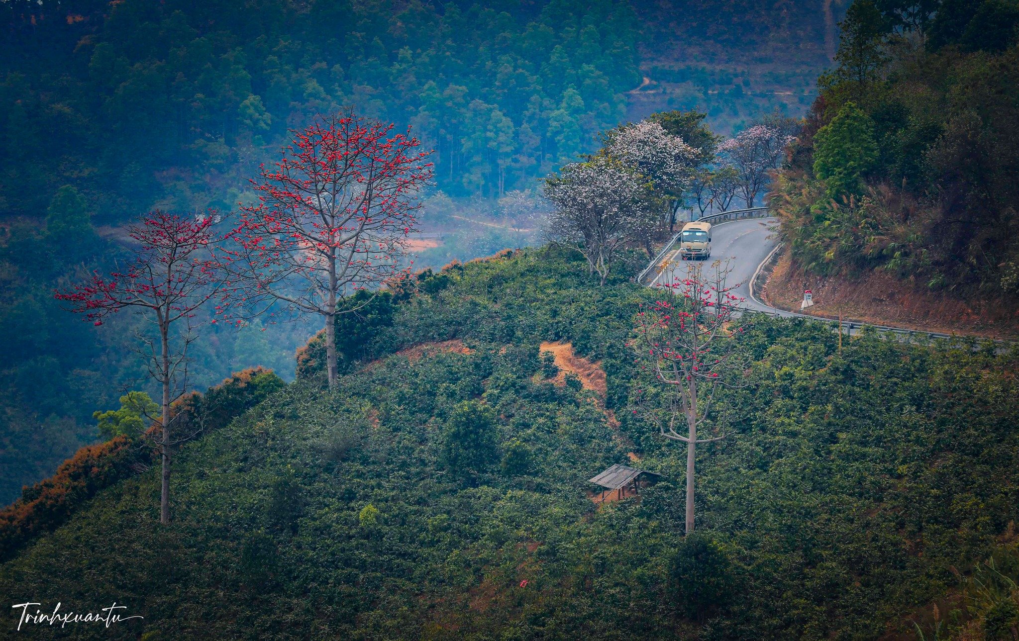 Immerse yourself in the brilliant red color of cotton flowers among the hills of Pha Din Pass