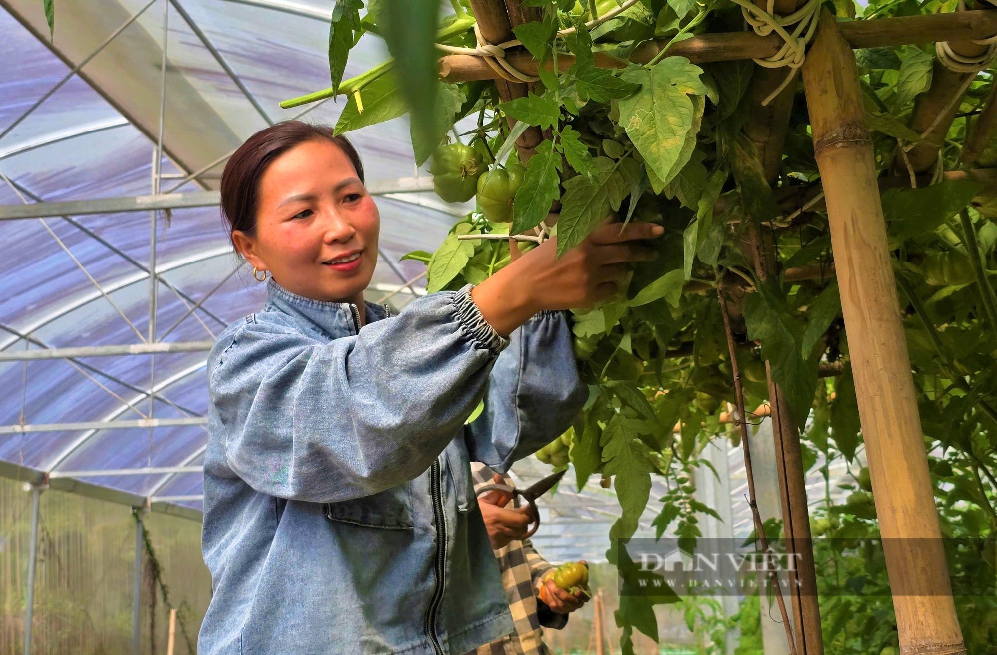 Bà chủ nhà hàng bước ngang sang làm nông nghiệp sạch, thắng lớn nhờ quả cà chua múi, lãi nửa tỷ đồng/năm - Ảnh 2.