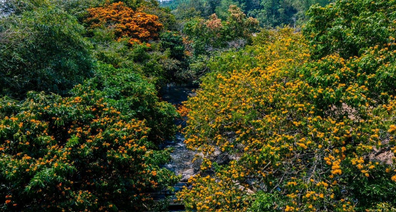 Der Bach inmitten des Binh Dinh-Waldes in der Jahreszeit der leuchtenden und atemberaubenden Blumen