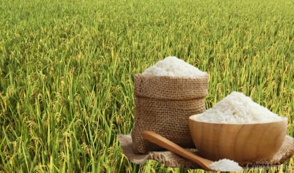 Fresh rice price increased slightly