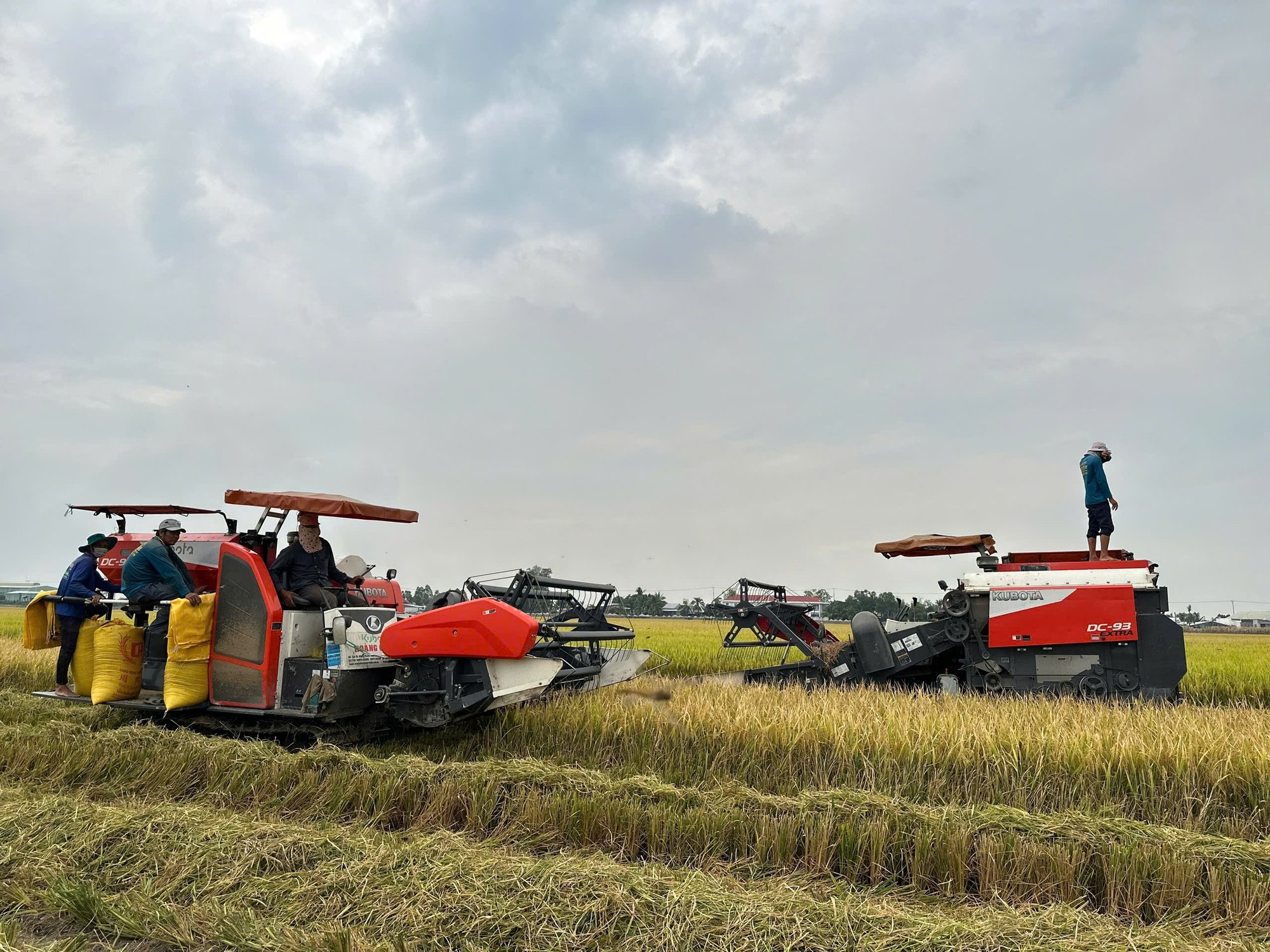 Agribank promueve préstamos para la producción y comercialización de arroz