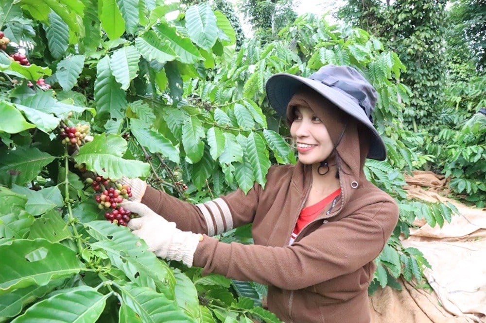 Coffee growing and processing knowledge recognized as Cultural Heritage