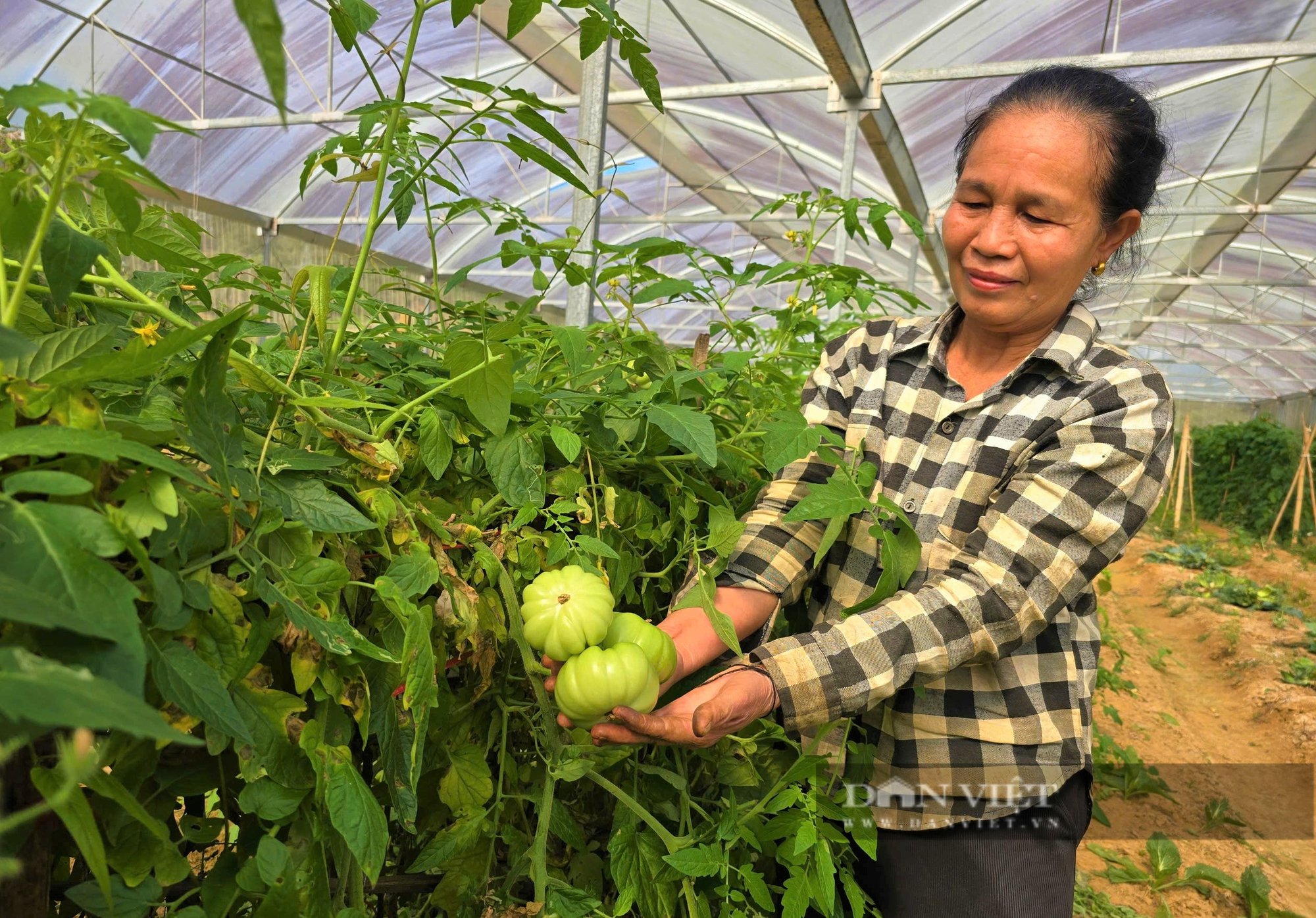 Bà chủ nhà hàng bước ngang sang làm nông nghiệp sạch, thắng lớn nhờ quả cà chua múi, lãi nửa tỷ đồng/năm - Ảnh 5.