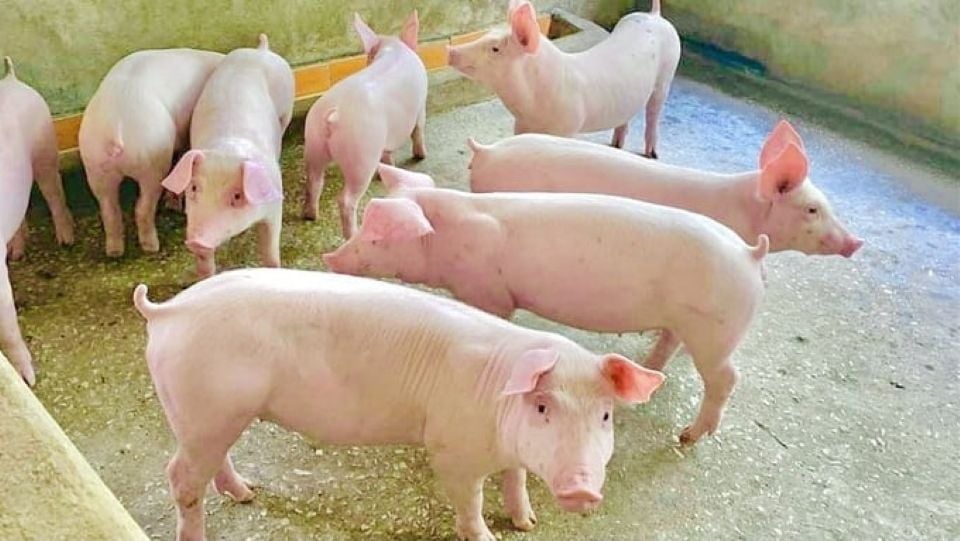 Pig price on March 9, 2025: Sharp increase in the North, sudden decrease in the South