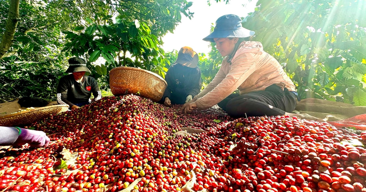 Cà phê Việt trước quy định phòng chống phá rừng của EU