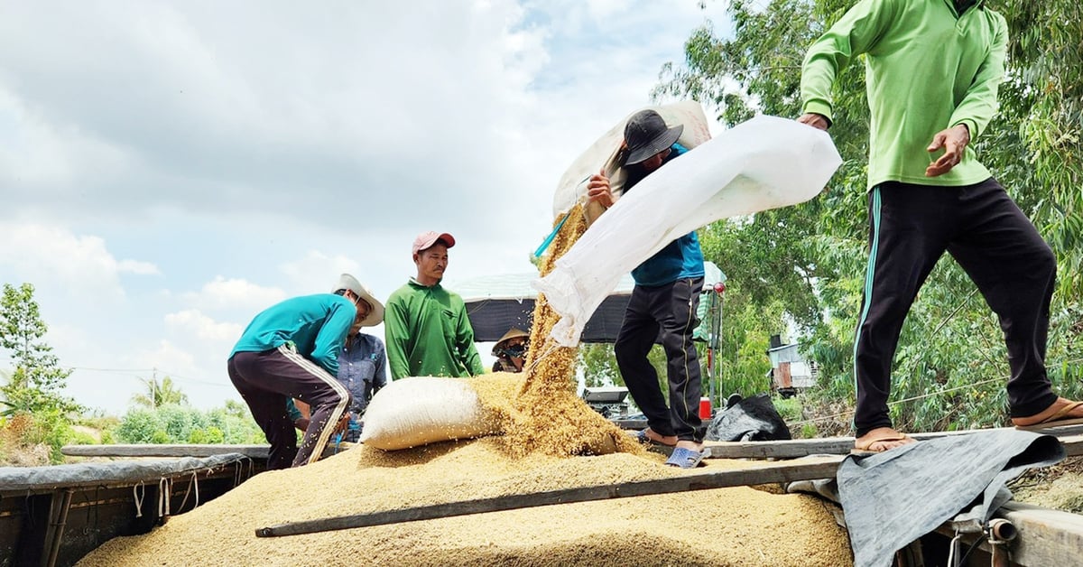 India abre exportaciones de arroz 100% partido: ¿El arroz vietnamita no se verá muy afectado?