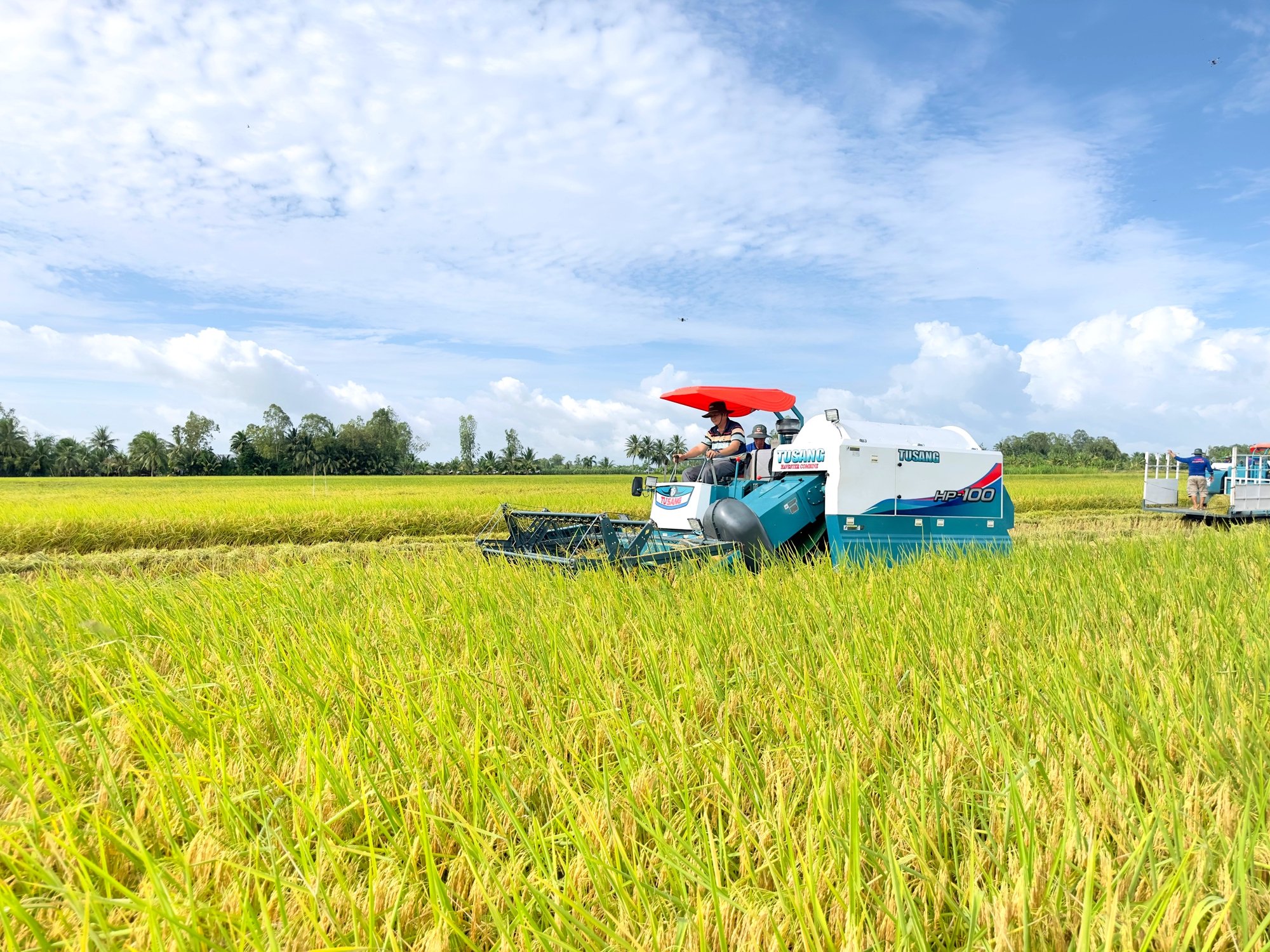 Kích giá lúa: Đang là thời điểm tốt để doanh nghiệp mua vào (Bài 2) - Ảnh 1.