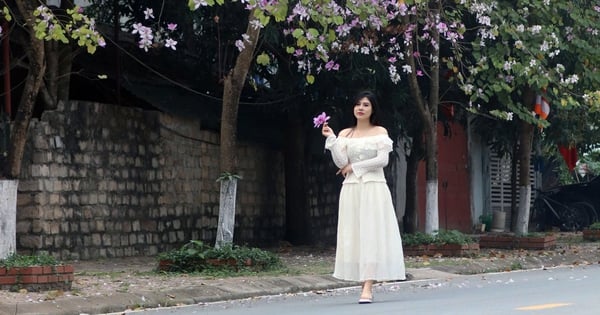 Admire la "Ruta de las flores de Bauhinia" que florece brillantemente, cautivando los corazones de la gente en Hoa Binh.