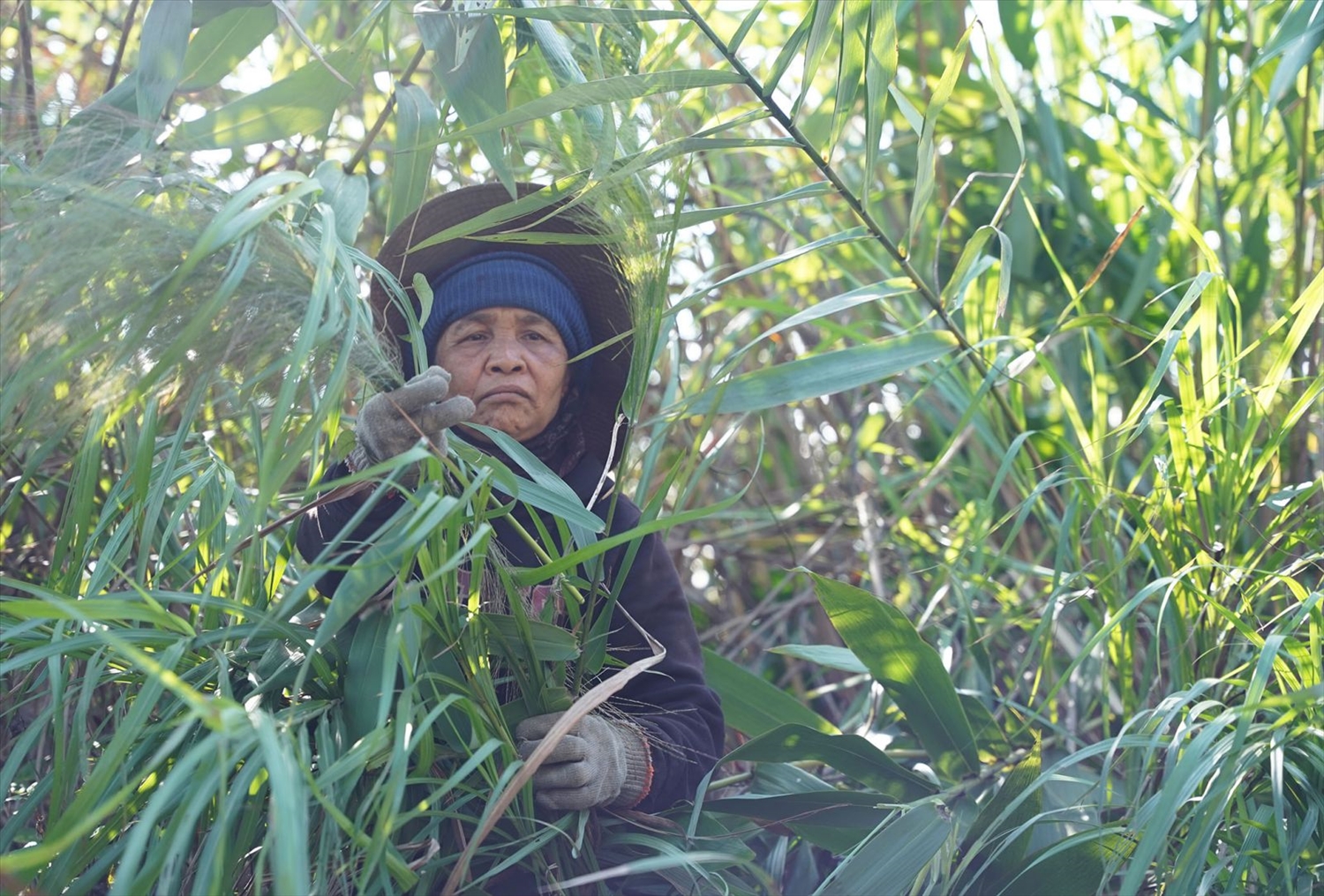 Mùa đót đã mang lại thu nhập đáng kể cho bà Kăn Tin (dân tộc Tà Ôi), 67 tuổi, ở xã Hồng Hạ, huyện A Lưới (TP Huế) 