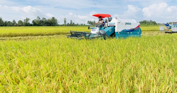 C’est le moment idéal pour les entreprises d’accélérer leurs achats de riz pour les agriculteurs.