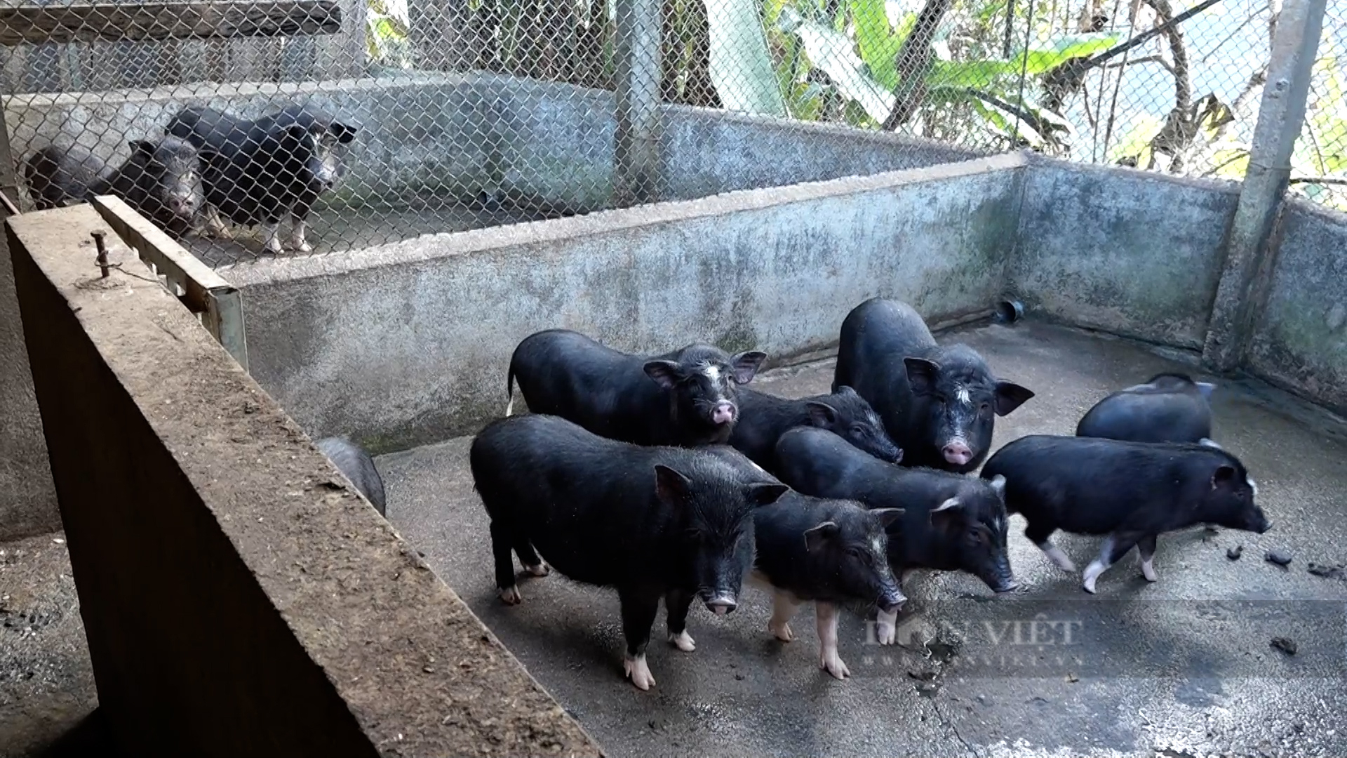 Nuôi lợn bản địa bằng phương pháp truyền thống, chị nông dân người Mông ở Yên Bái thoát nghèo- Ảnh 2.