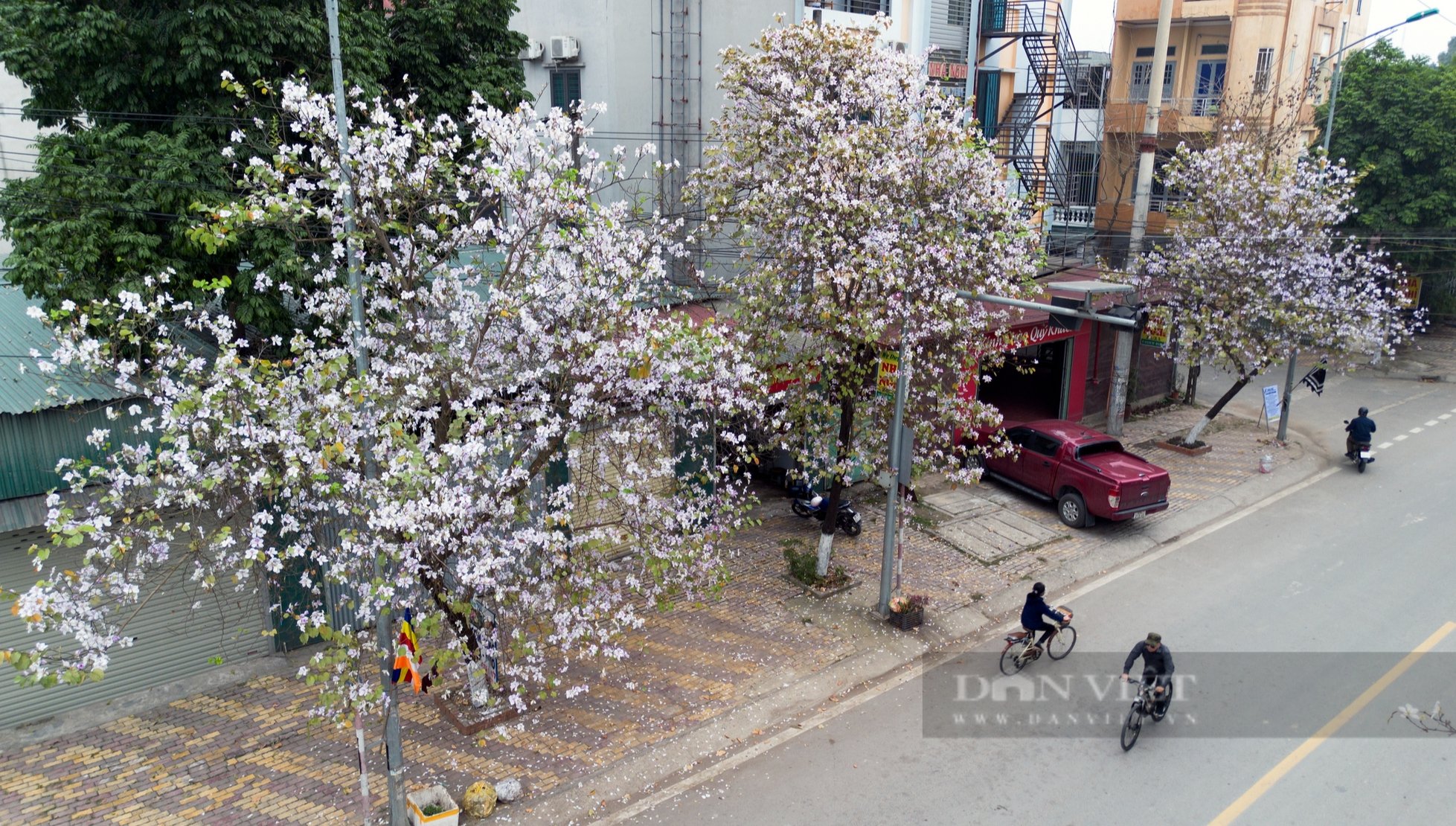 Chiêm ngưỡng “con đường hoa ban” bung nở rực rỡ, làm say đắm lòng người ở Hòa Bình - Ảnh 5.